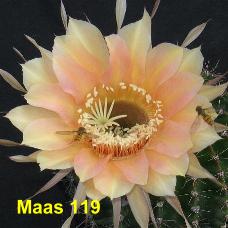 EP-H. Maas 119.4.1.jpg 